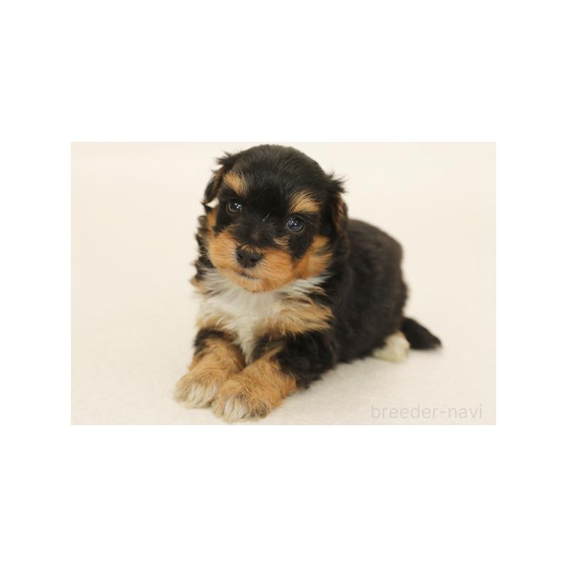 販売中の神奈川県のミックス犬-394426